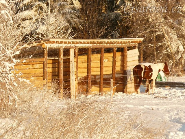 Vikina odpočívá u přístřešku