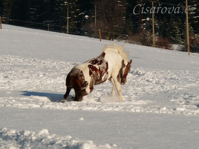 Válení ve sněhu je nejlepší