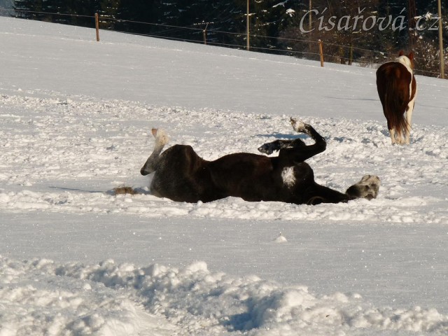 Válení ve sněhu je nejlepší