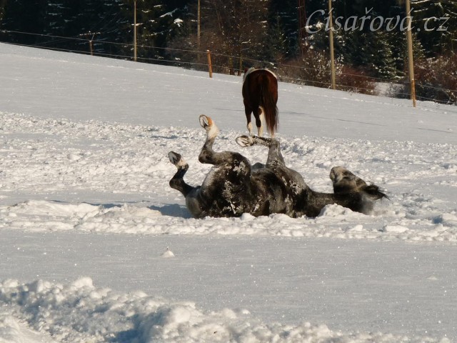 Válení ve sněhu je nejlepší