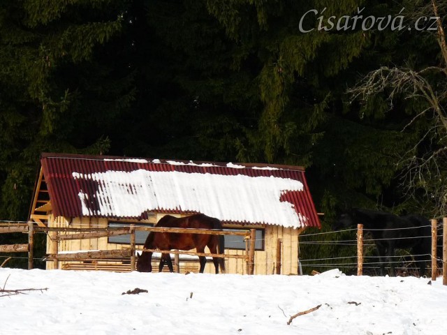 Agáta jí jádro v ohrádce, v pozadí sedlovna