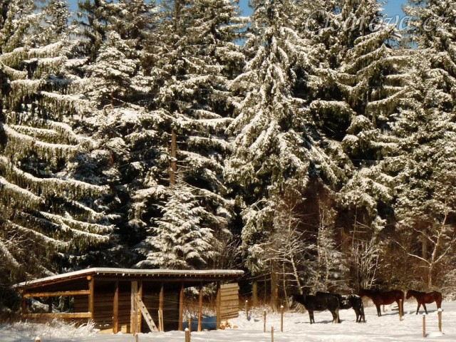 Koně odpočívají u přístřešku