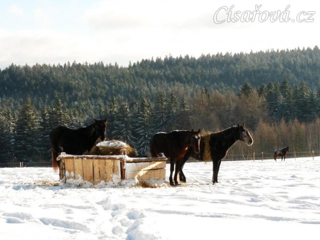 Hřebci u sena