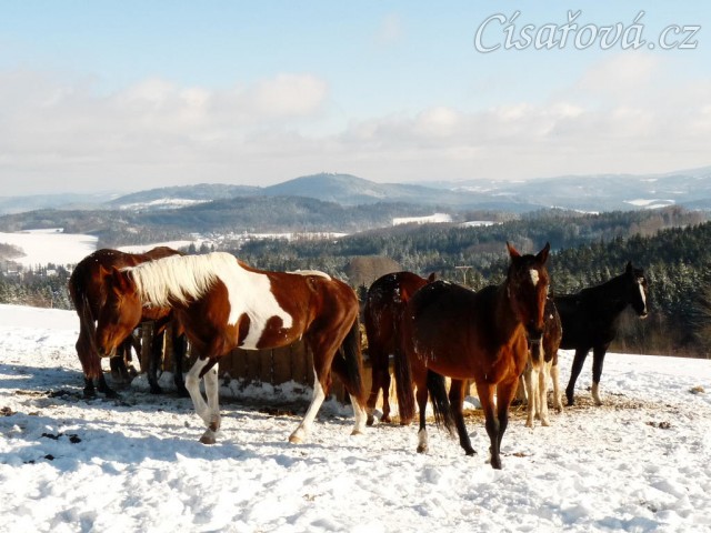 Koně u sena a jejich výhled do krajiny:-)