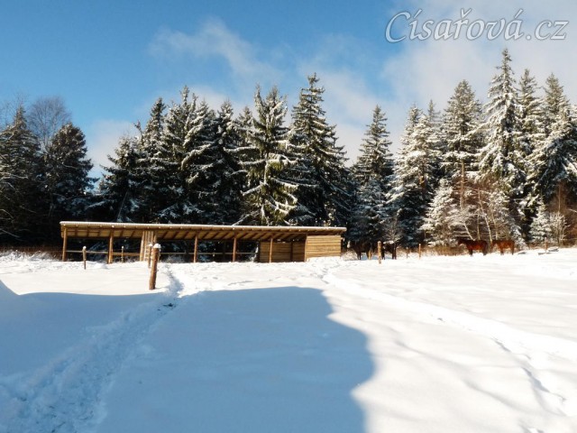 Koně odpočívají u přístřešku