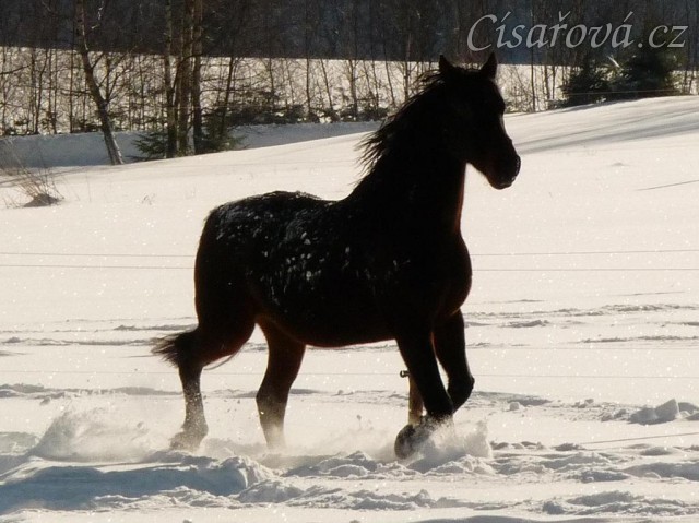 Nově příchozí valach se nosí