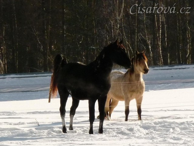 Carthago a Galen se provokují