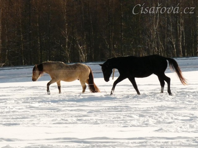 Carthago a Galen se provokují