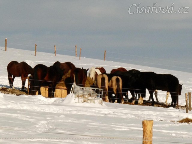 Celé stádo 15ti koní u sena