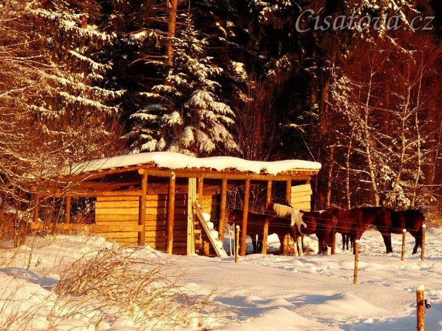 Koně odpočívají u přístřešku při východu slunce