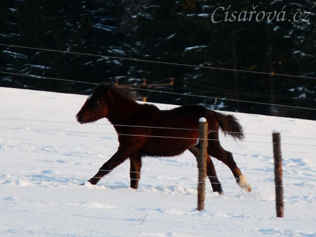 Gimli, půlroční hříbě