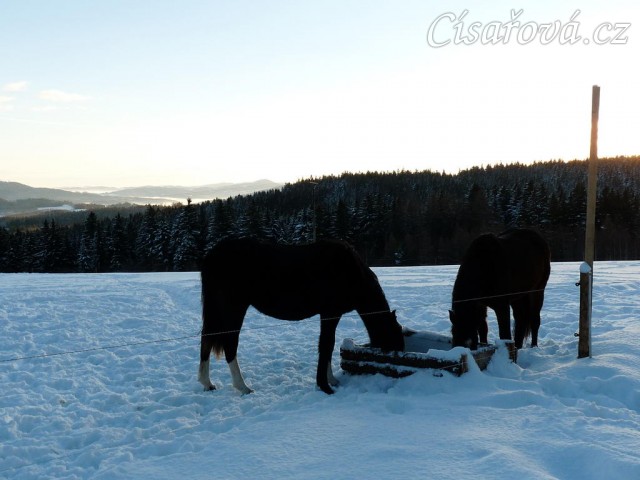 Roční a dvouletá kobylka u vody