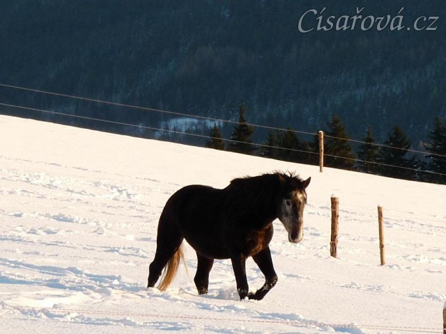 Hřebec lipicána se brodí sněhem