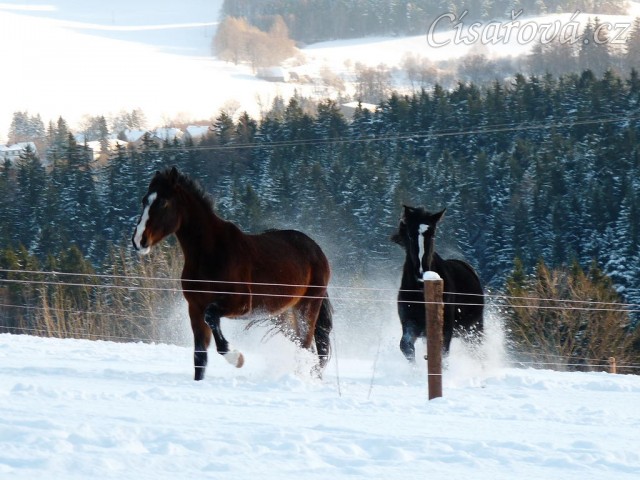 Mladé kobylky si hrají