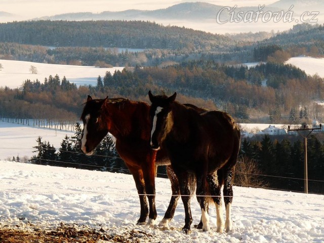 Vypadají jako ségry:-) roční a dvouletá kobylka Irish Sport Horse