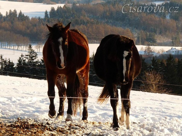 Vypadají jako ségry:-) roční a dvouletá kobylka Irish Sport Horse