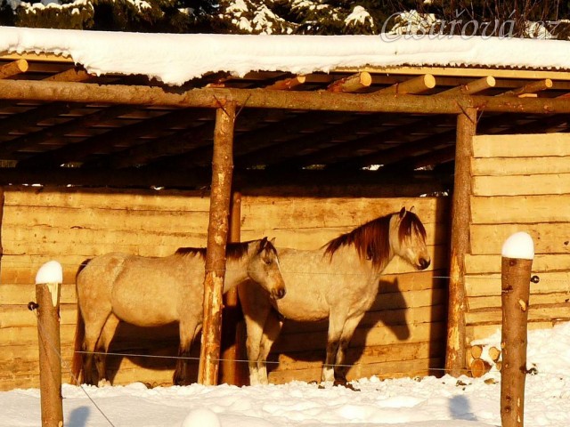 Poníci a jejich oblíbená činnost - odpočinek jedině v přístřešku, za každého počasí:-)