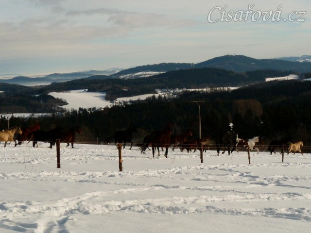 Stádo běží na druhou stranu výběhu