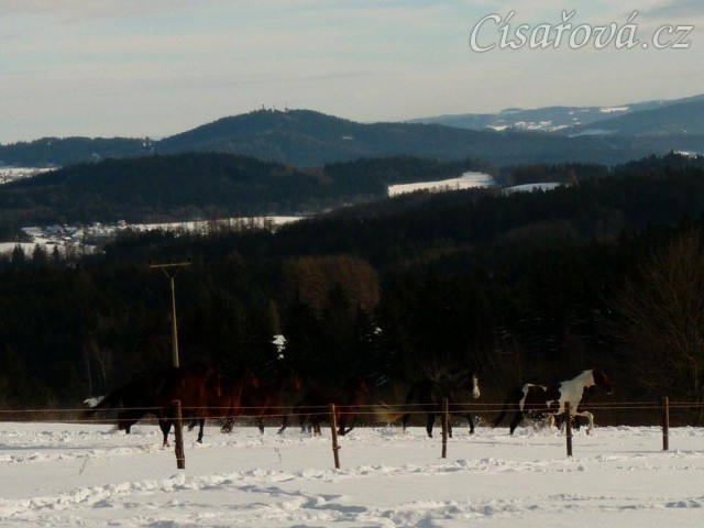 Stádo běží na druhou stranu výběhu