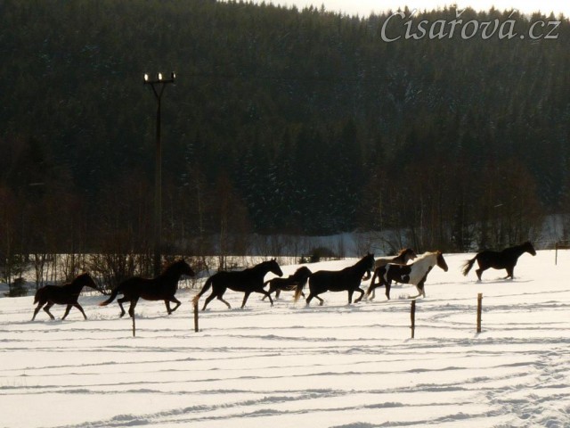 Stádo běží na druhou stranu výběhu
