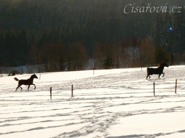 Mladí koně se nosí