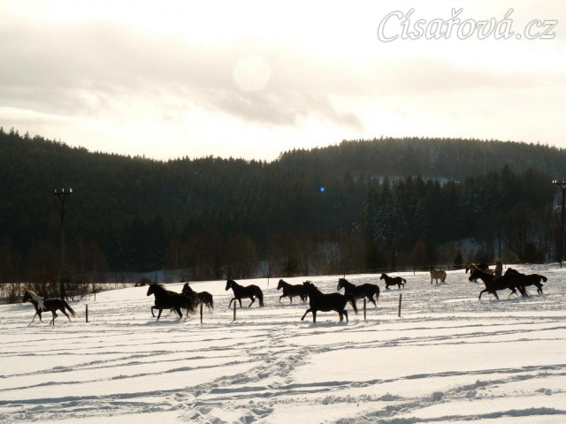 Stádo běží přes výběh od vody k senu