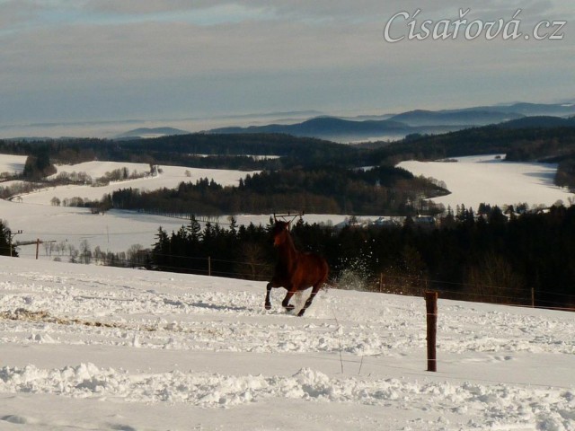 Koně běží k senu