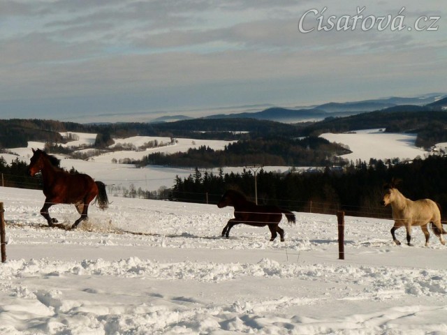 Koně běží k senu