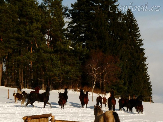 Koně pobíhají po výběhu
