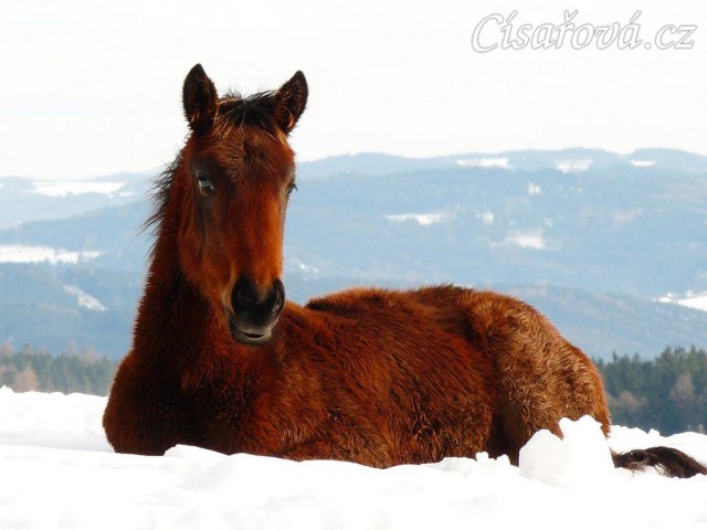 Ascara, půlroční hříbě, na sněhu se dobře spinká:-)