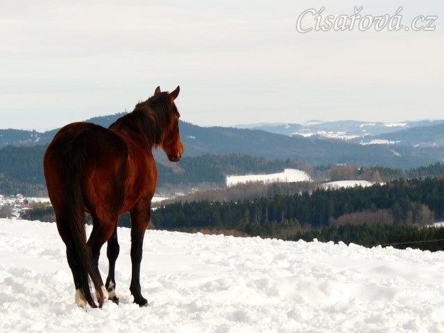 Agáta odpočívá a kouká do dáli