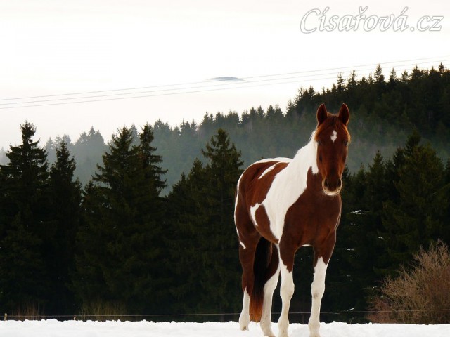 Vikina, v pozadí kopce v mlze