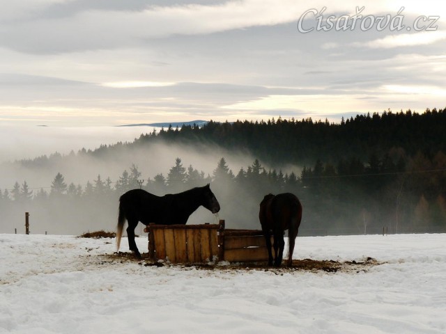 Hřebci u sena, kopce v mlze