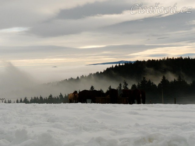 Koně u sena, kopce v mlze