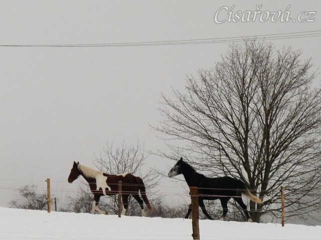 Vikina s Jaredem běží od vody