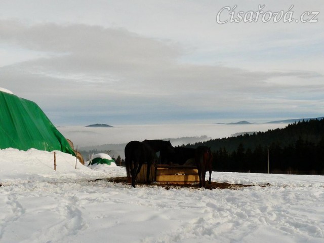 Hřebci u sena s výhledem do mlhy