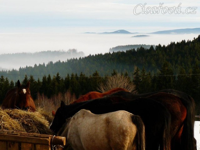 Vyrovnaní koně u seníku