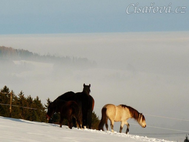Koně bloumají po výběhu