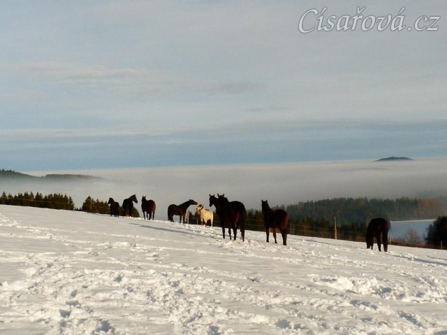 Koně bloumají po výběhu, výhled v mlze