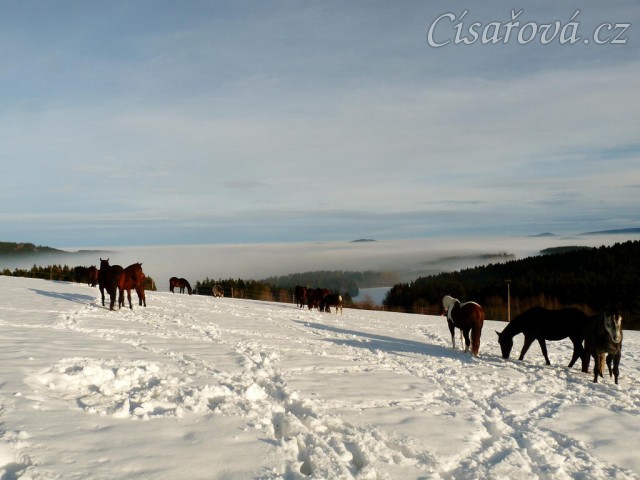 Koně bloumají po výběhu, výhled v mlze