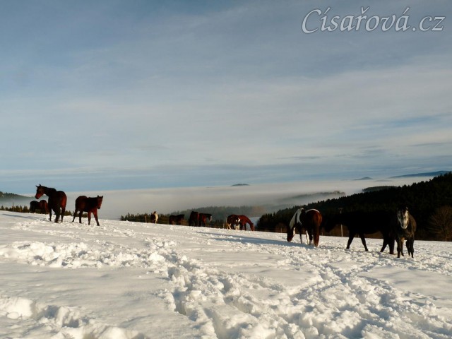 Koně bloumají po výběhu, výhled v mlze