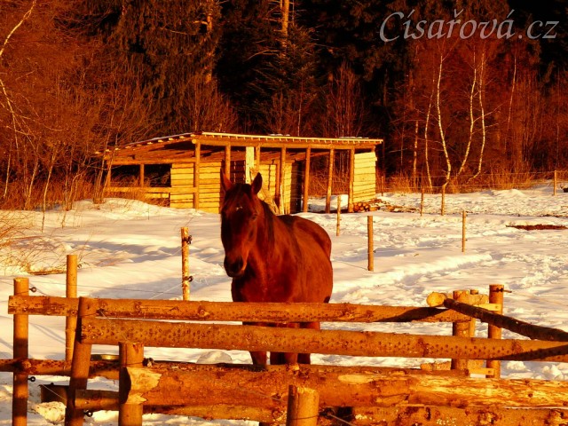Agáta už dojedla snídani a čeká až jí někdo pustí z ohrádky