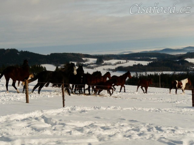 Stádo se dává do pohybu na druhou stranu výběhu