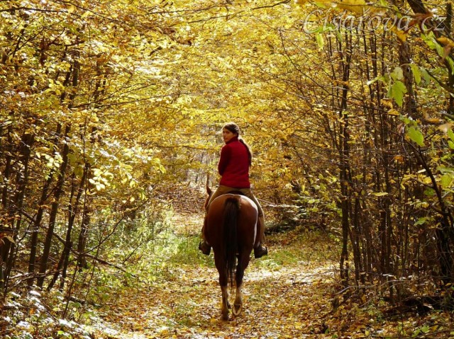 Na podzim 2009 už byla Viki na vyjížďkách klidná
