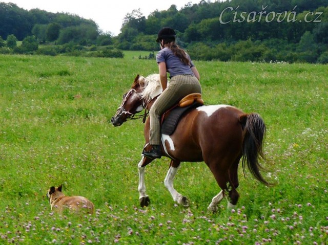 Ze začátku Vikina na vyjížďkách projevovala svou náladu, hlavně když jí člověk nechtěl nechat běžet:-)