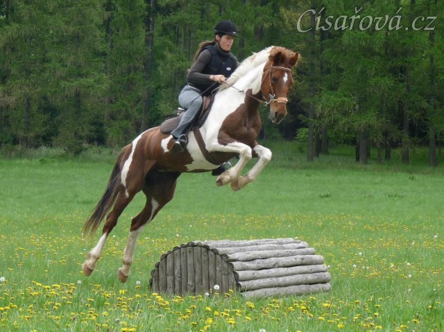 Květen 2010, první trénink crossových skoků, Pecínov. Viki měla ze začátku z pevných překážek velký respekt