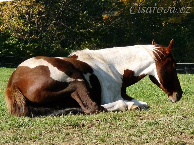 Podzim 2010, odpočinek:-)