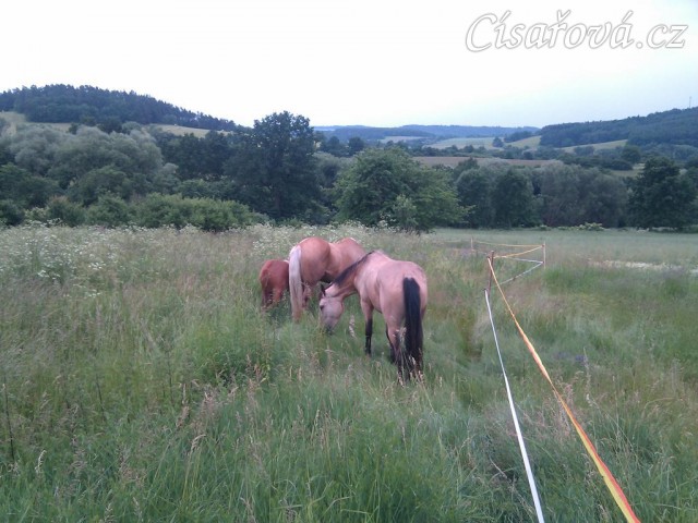 Mikey, Jacs a Peny na pastvině