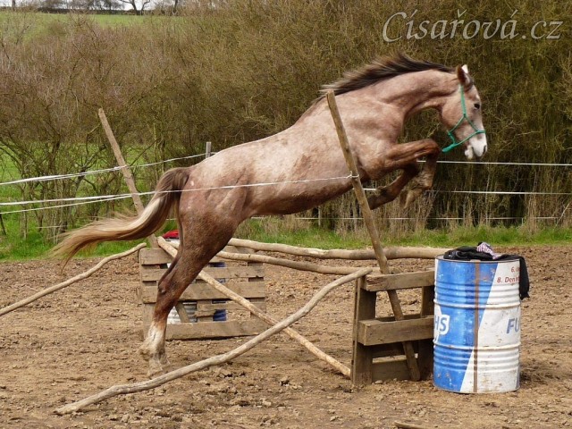 Dukát skáče ve volnosti