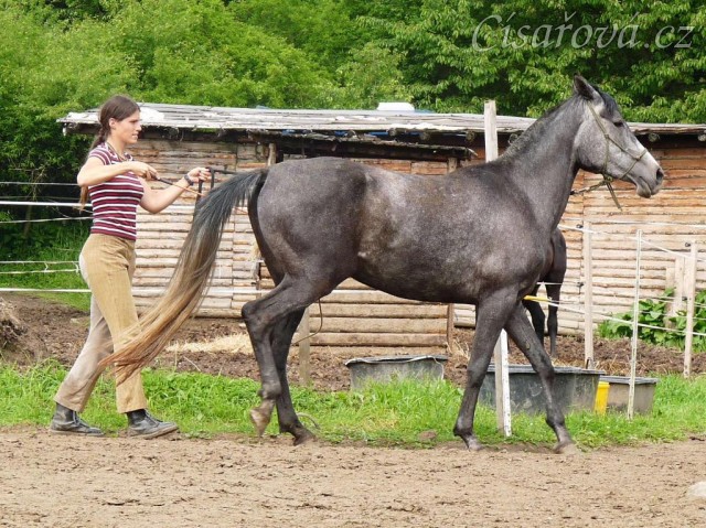 Kasira při práci ze země - ustupování podel ohrady